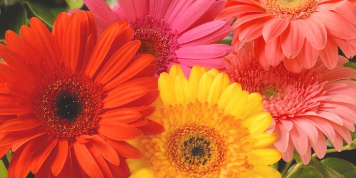 1600x1071 Gerbera Daisies Wallpaper for PC | Full HD Pictures