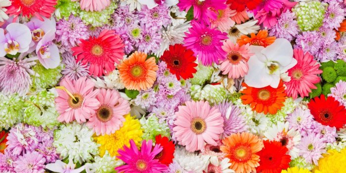 1366x768 Flowers: Colorful Flowers Chrysanthemums Gerbera Daisies Orchids