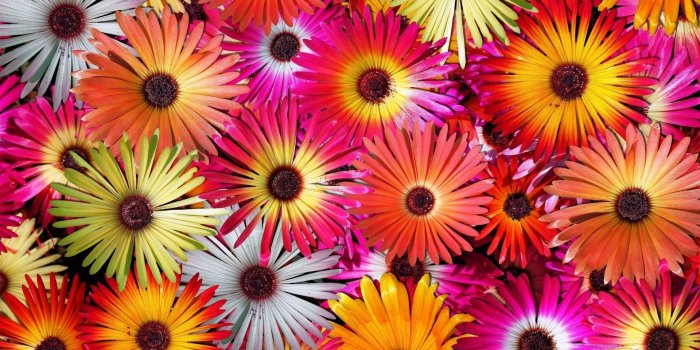 1920x1200 Flowers: Multi Colored Sunflower Wallpaper For Computer Multi