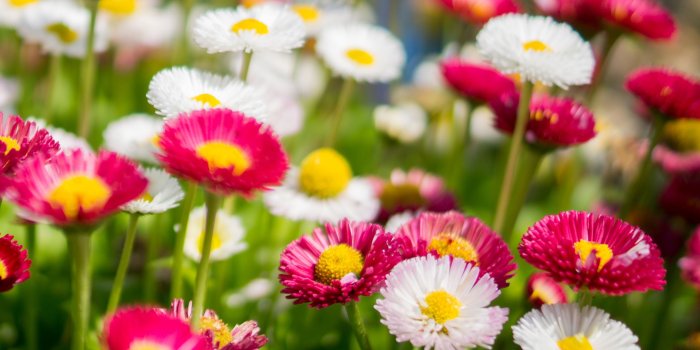 2780x2780 Download wallpaper 2780x2780 flowers, daisies, glade, colorful ipad