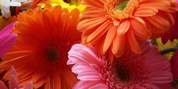 1024x768 Top Colorful Gerbera Daisy Wallpaper Images For Pinterest Desktop
