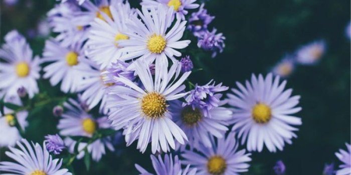 757x1136 Lilac colored Daisies - 45 Beautiful flower iphone wallpaper ideas