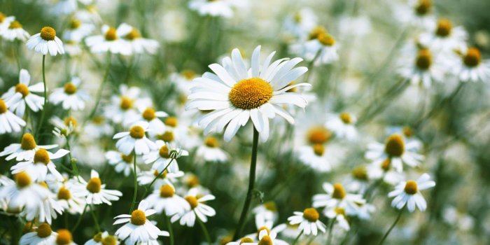 1440x900 Daisy Flower Wallpaper | HD Wallpapers Pulse