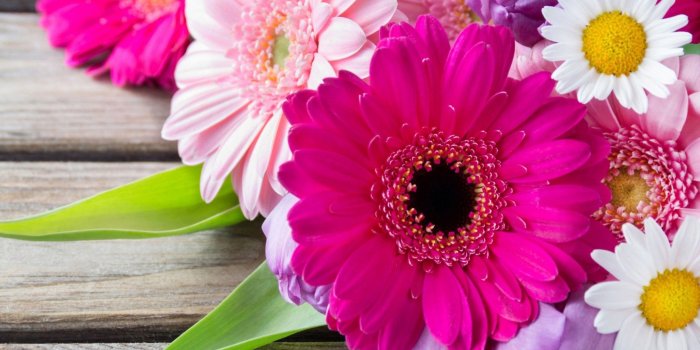 2048x1536 Download 2048x1536 Colorful Chamomile, Daisies Wallpapers for Ainol