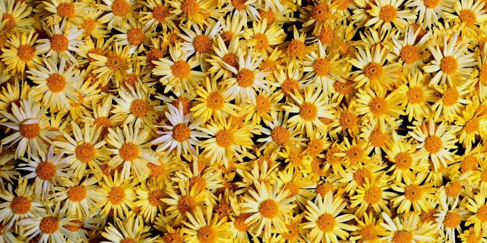 1600x1200 Flower: Yellow Nature Flowers Colors Flower Sea Daisies Wallpaper