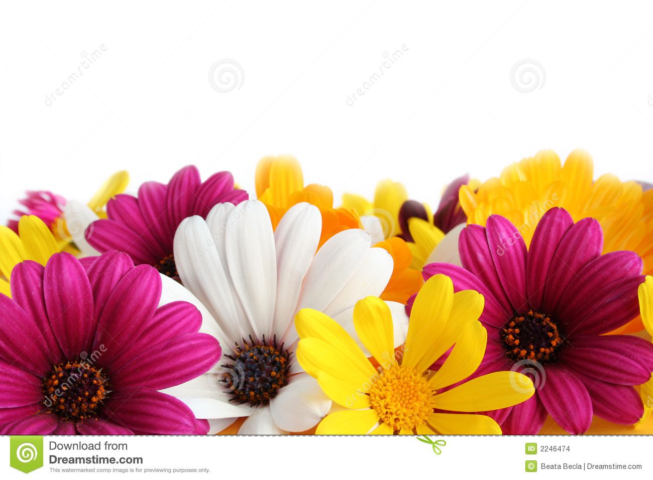 1300x957 Free download Colorful Daisy Backgrounds Spring daisy border stock
