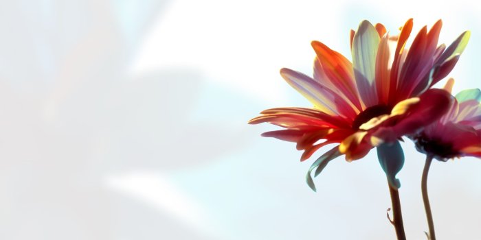 2560x1440 Colorful Daisy ❤ 4K HD Desktop Wallpaper for 4K Ultra HD TV • Wide