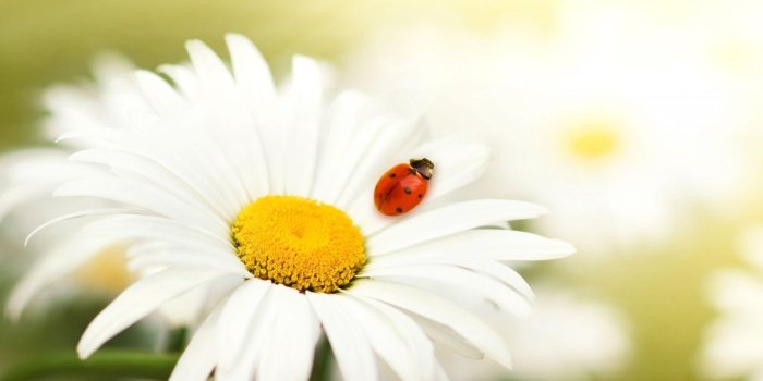 2048x1536 White Daisy Wallpaper - Colors Wallpaper (34692107) - Fanpop