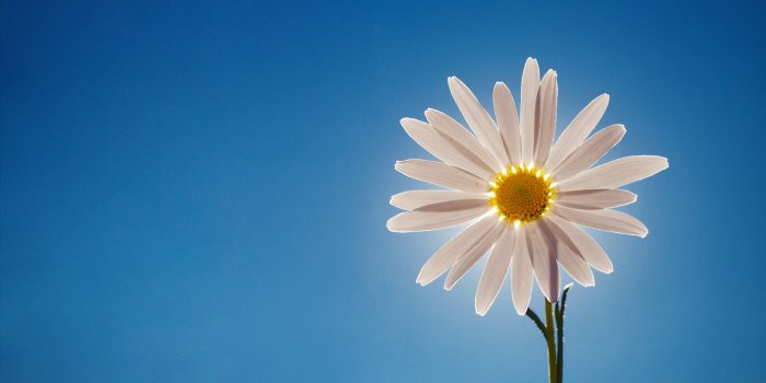 1920x1200 Daisy wallpaper | 1920x1200 | #38031