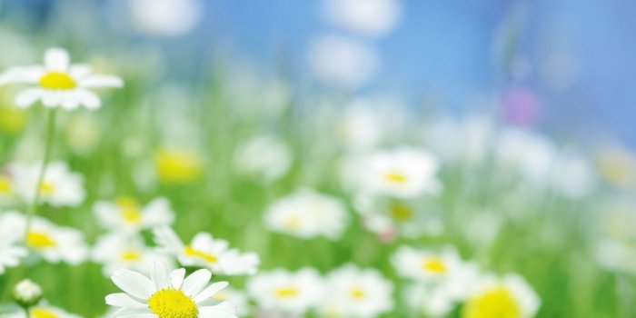 1920x1080 Colorful Daisy Wallpaper Pics Amazing Wallpaperz 1920x1080