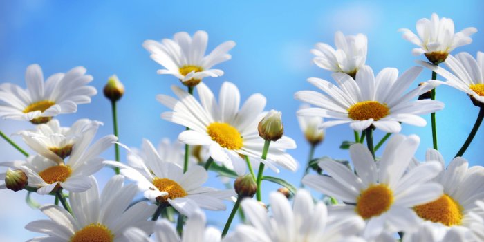 3360x2100 Colorful Daisies #6894572