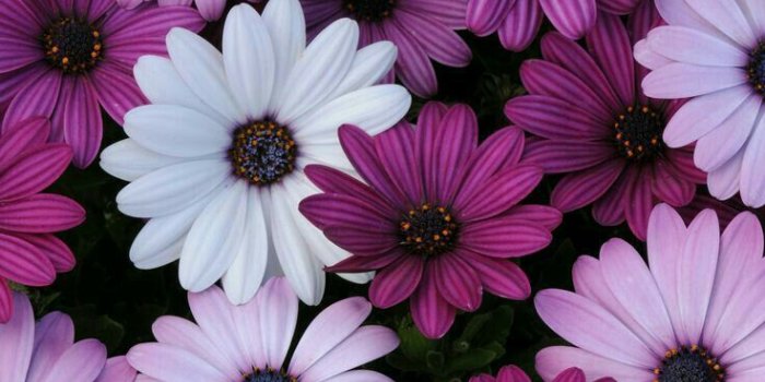 736x1108 Daisy color tattoo | tats | Purple wallpaper, Flower wallpaper, Cute