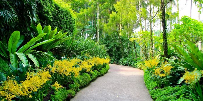 1366x768 Singapore Botanic Gardens Plants Walking Path Trees HD Background