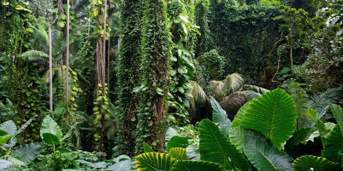 2560x1600 Download 2560x1600 Foliage, Botanical Garden, Hawaii Wallpapers for