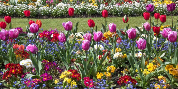 3840x2160 Botanical Garden Tulips wallpapers Collection