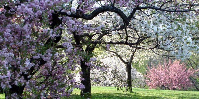 1024x1024 New York Botanical Garden