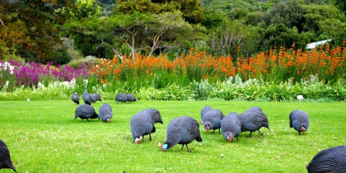 1024x768 Kirstenbosch National Botanical Garden Wallpapers High Quality