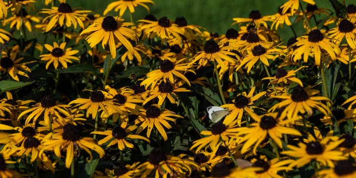 3554x1999 Butterfly in Botanic Garden wallpaper Gallery