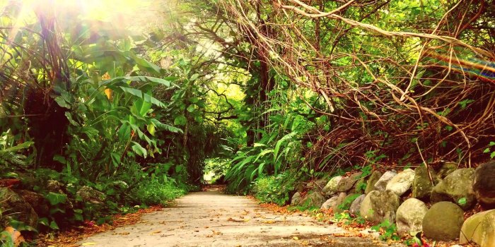 2048x1536 3072525 hope botanical garden jamaica wallpaper and background