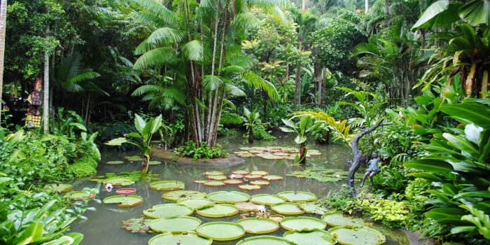 3000x2008 The Singapore Botanic Gardens Wallpaper | WallpaperLepi