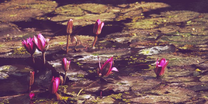 4272x2848 Free stock photo of 4k wallpaper, botanical garden, flowers