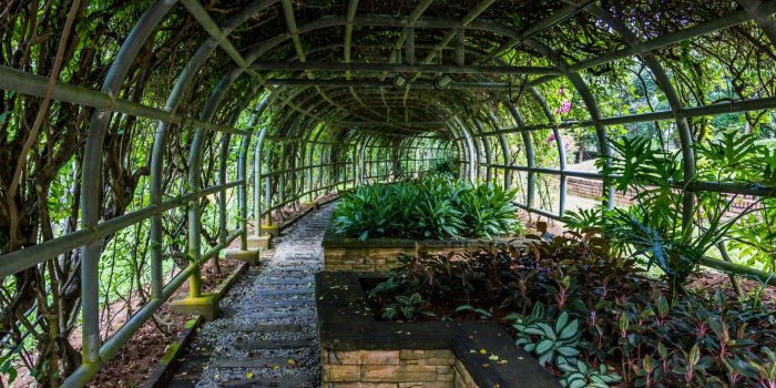 1332x850 Wallpaper green, nature, leaves, garden, walk, malaysia, botanical