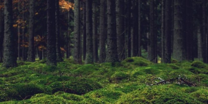 881x1501 Hd Forest Wallpaper Iphone | Wallpapers Dope