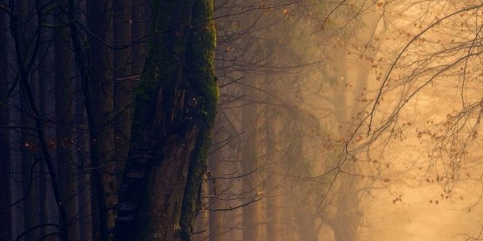 828x1792 True Nature Forest Wallpaper iPhone Xr 1 | Grab iPhone Wallpapers