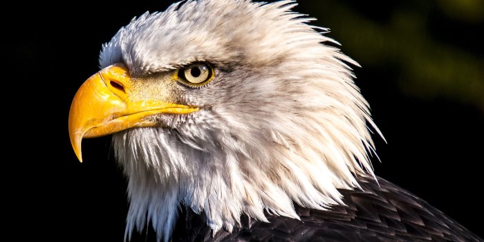 3840x2160 4K Amazing Eagle 4K Wallpaper HD
