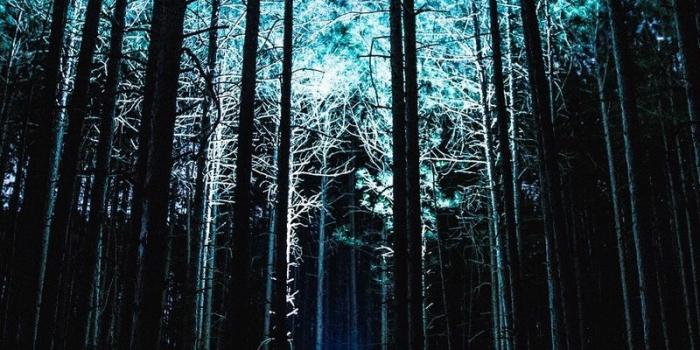 800x1200 Download wallpaper 800x1200 man, night, forest, light, trees iphone