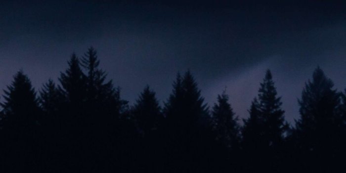 1440x2880 Dark Forest HD iPhone Wallpaper | iPhone wallpaper in 2019 | Dark