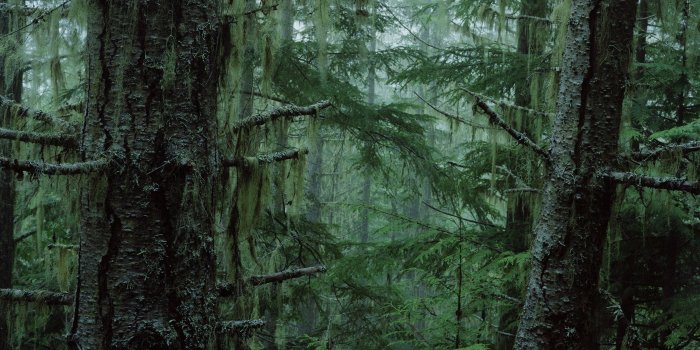 2560x1600 Pine Forest iPhone Wallpaper (61+ images)