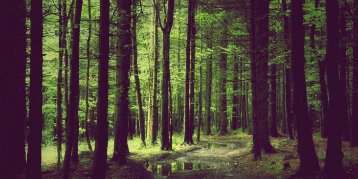 2560x1600 Forest Desktop Backgrounds HD Wallpapers Background Photos Tablet 4k