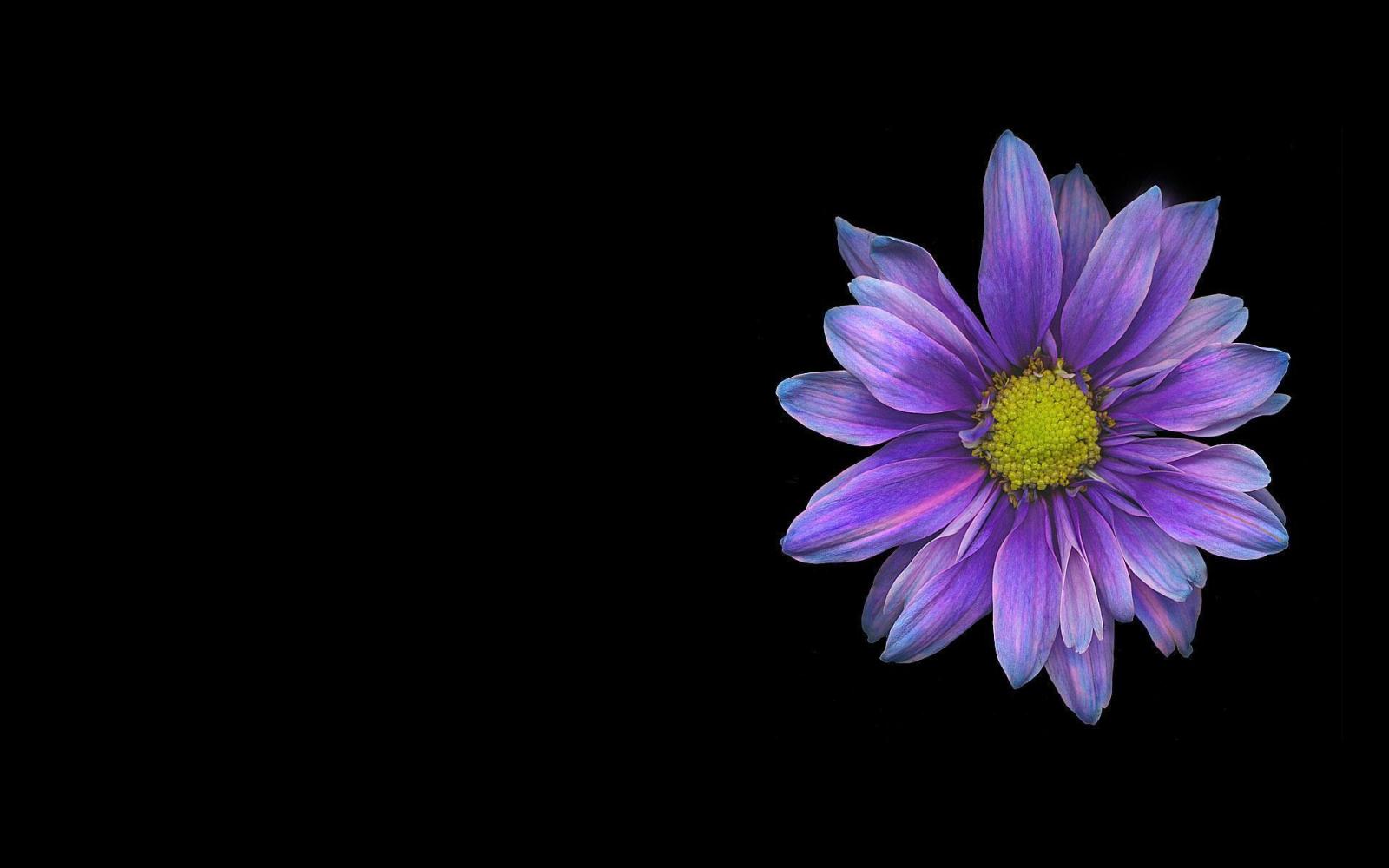 1920x1200 Single Flower Wallpapers