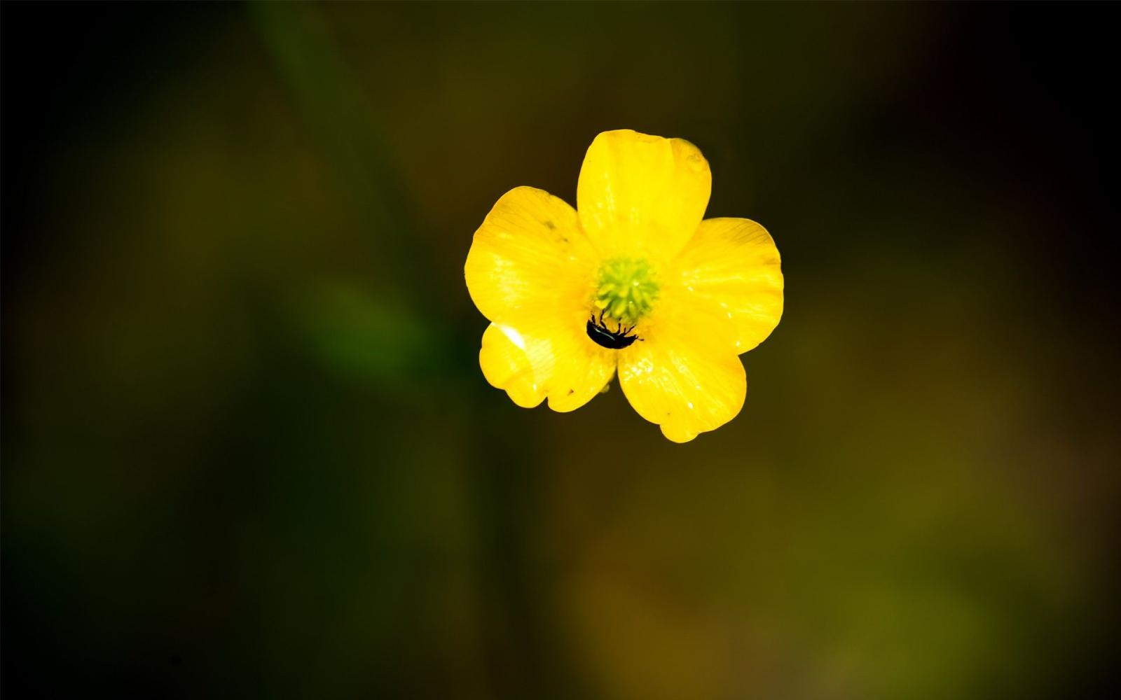 1920x1200 Single Wallpaper - Single Flower (#928514) - HD Wallpaper Download