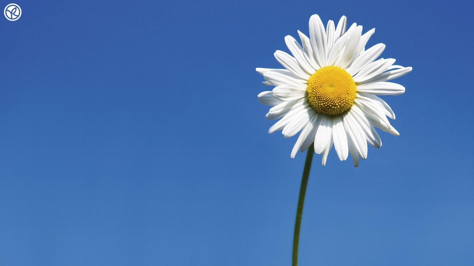 1920x1080 Single Daisy Daisies Nature White Flowers Flower Wallpaper