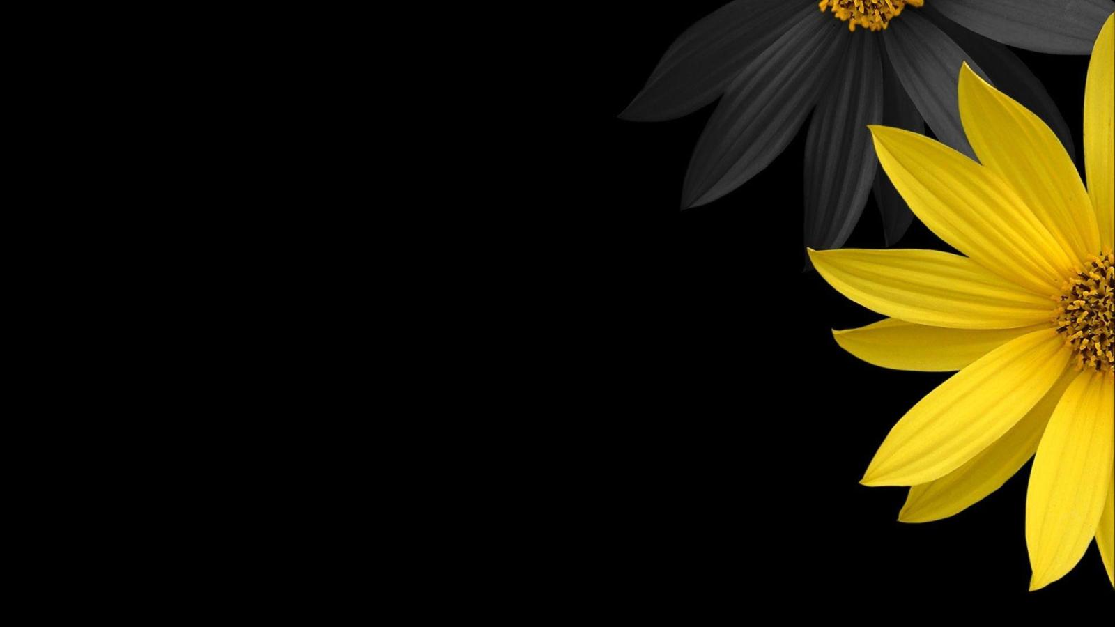 1920x1080 Single Flower Wallpapers