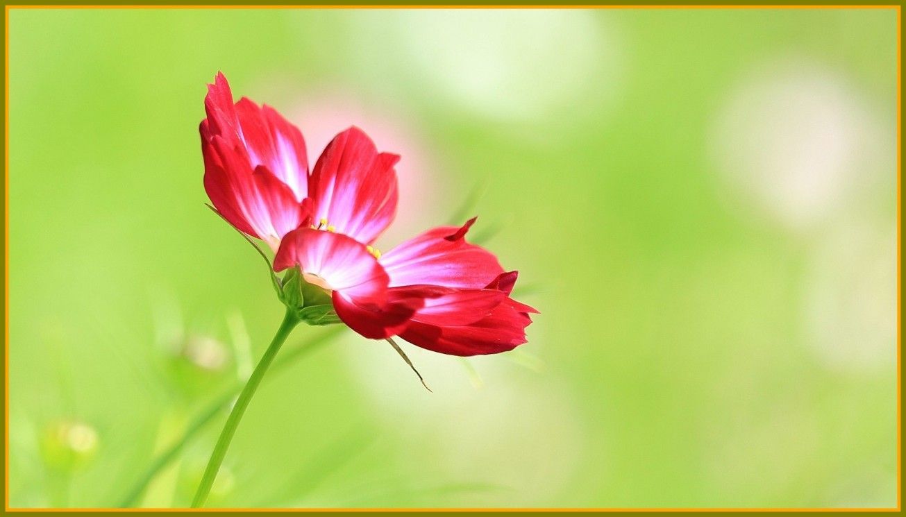 1305x745 Single Flower HD Wallpapers
