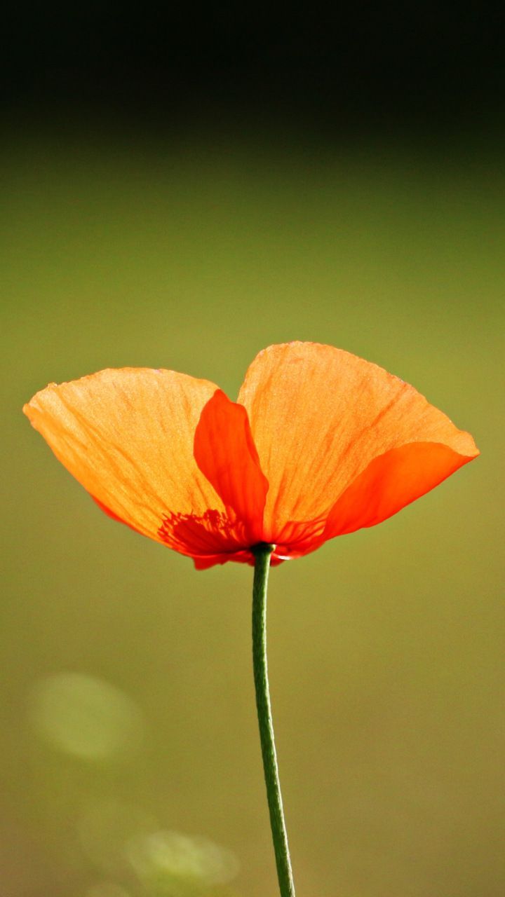 720x1280 Single flower, orange poppy, 720x1280 wallpaper | Flowers Wallpapers