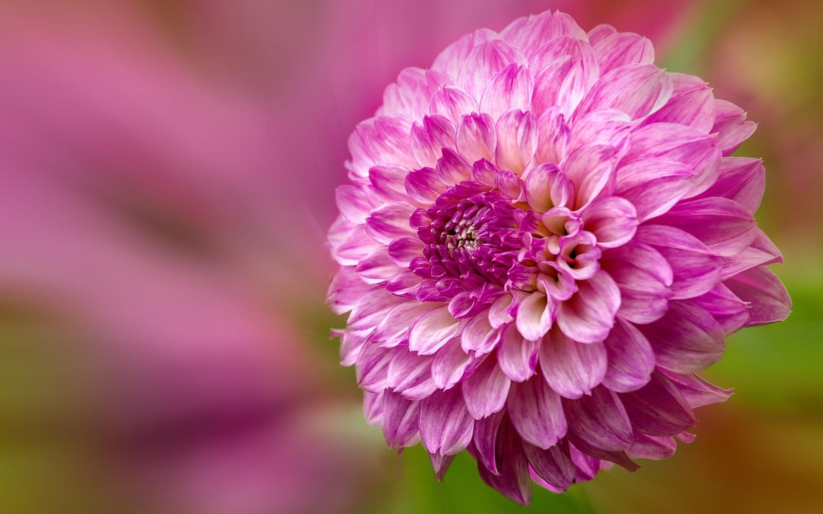 2560x1600 Beautiful Single Flower Wallpaper HD Download - HD Wallpapers