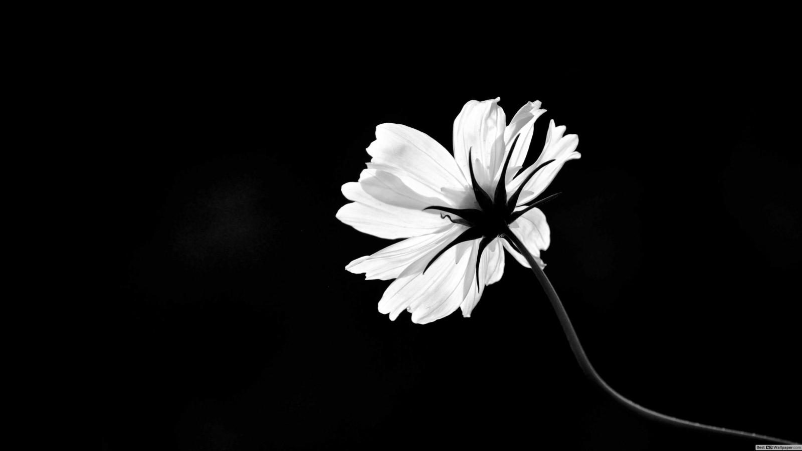 2880x1620 Single HD Wallpapers - Top Free Single HD Backgrounds - WallpaperAccess