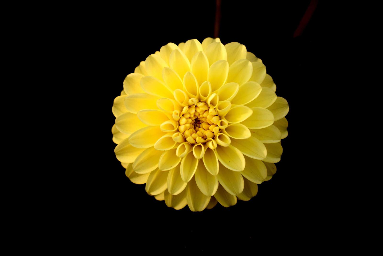 2992x2000 64+ Yellow Flower Wallpapers on WallpaperPlay