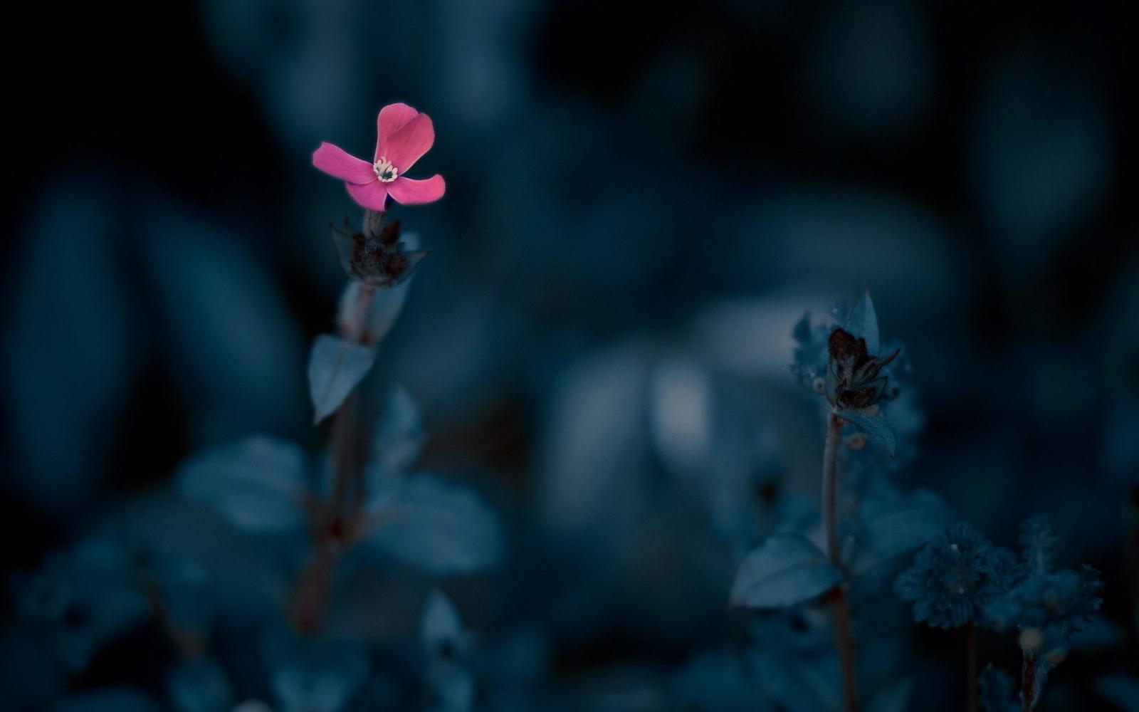 1920x1200 Single Flower Wallpaper - Single Sad Flower Images Hd Free Wallpaper