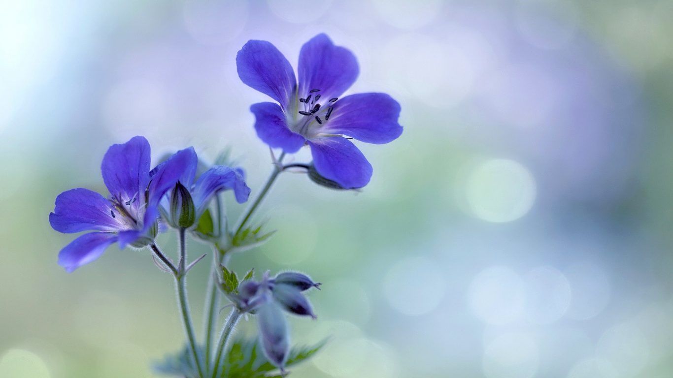 1366x768 15 Beautiful Single Flowers Images | Top Collection of different