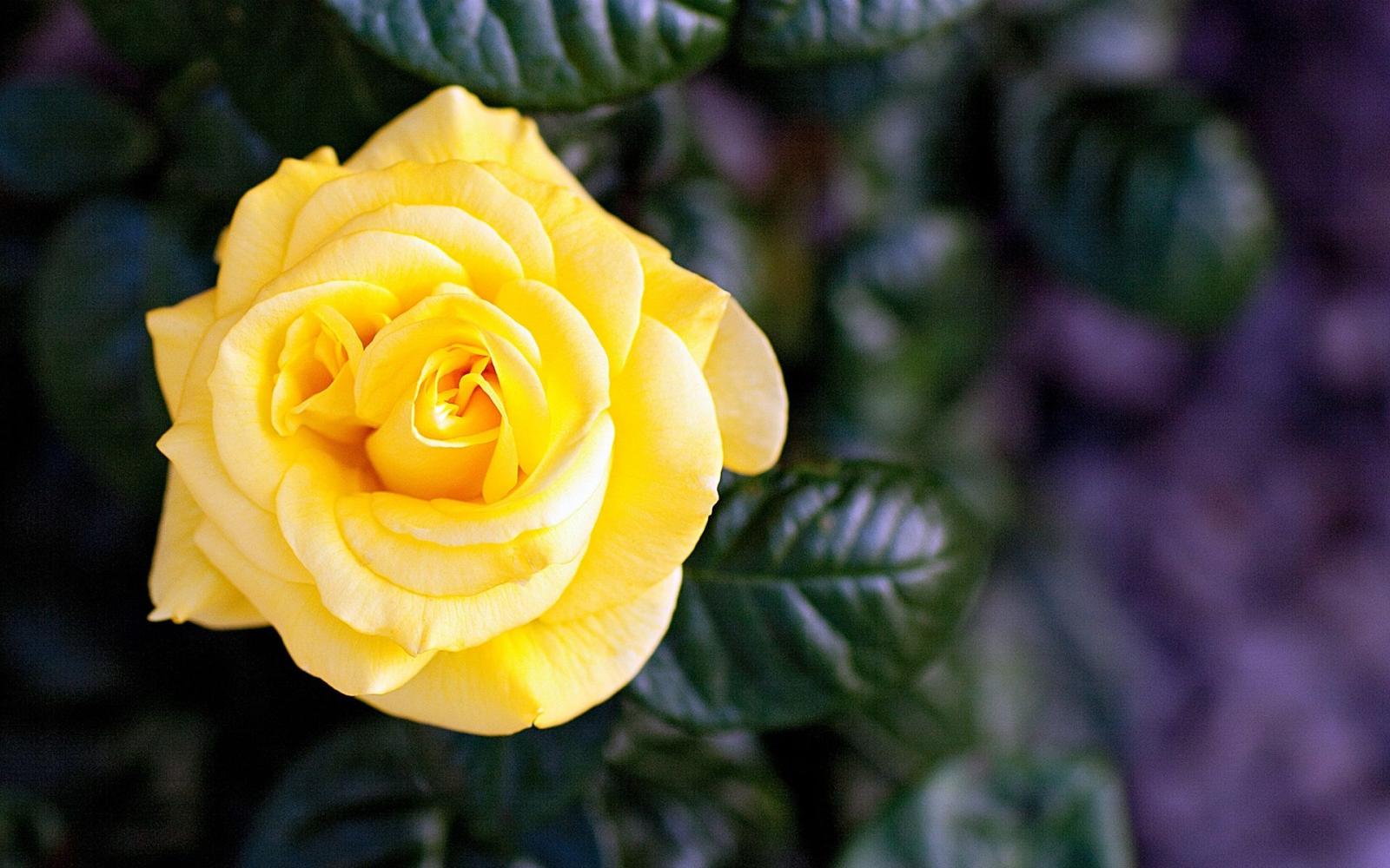1920x1200 Wallpaper Yellow rose, single flower 1920x1200 HD Picture, Image