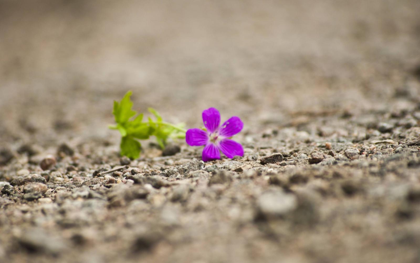 2560x1600 Single Flower Wallpapers