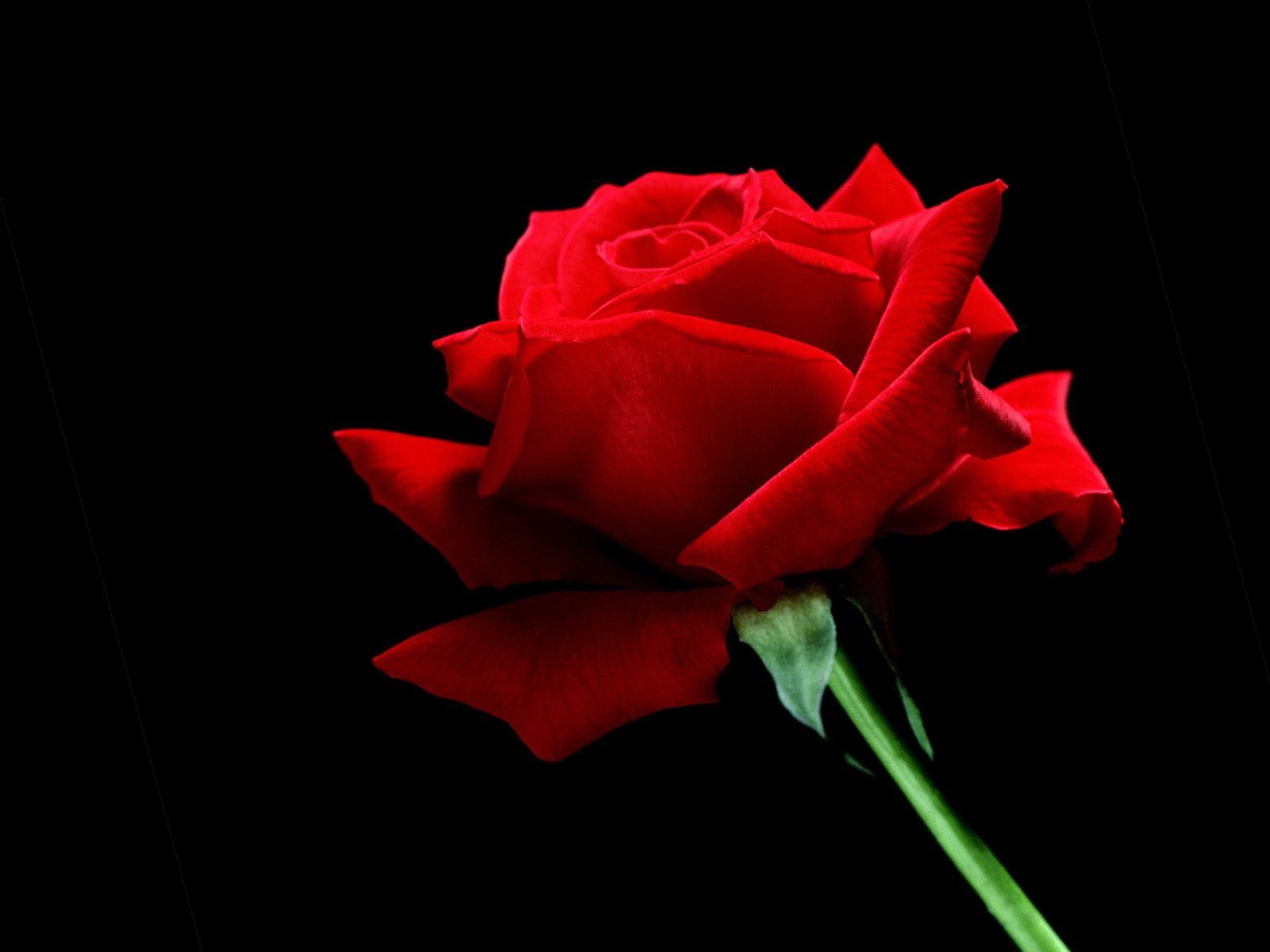 1600x1200 A Single Red Rose Wallpaper Flowers Nature Wallpapers in jpg format