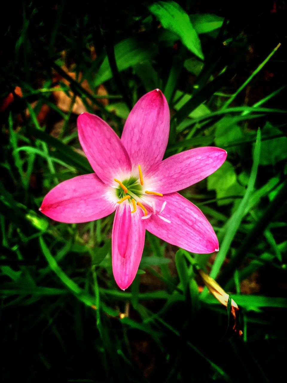 960x1280 single flower Wallpaper by Thamizhan1234567890A - c6 - Free on ZEDGE™