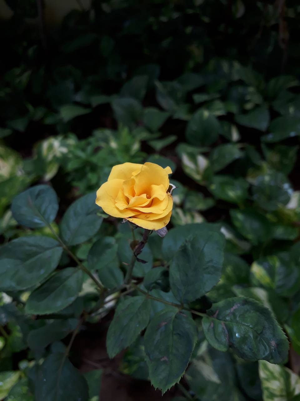 960x1280 Single flower Wallpaper by bellupriya5050 - 71 - Free on ZEDGE™