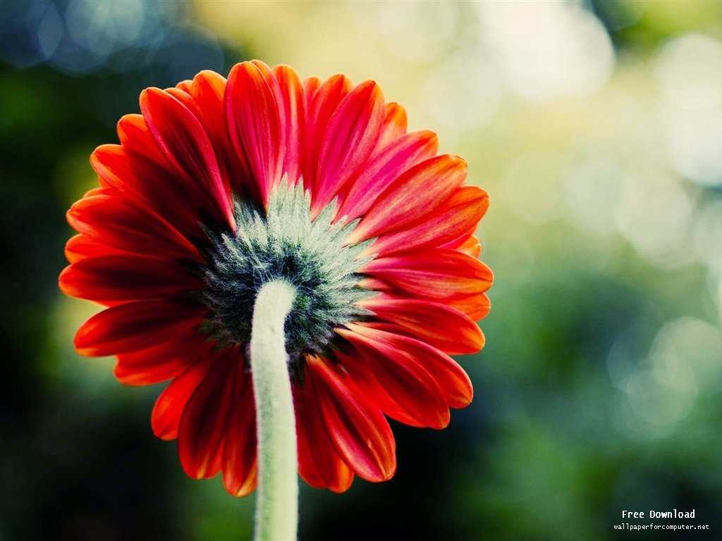 1024x768 red single flower-Beautiful flowers wallpaper View